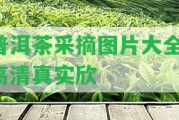 普洱茶采摘圖片大全，高清真實(shí)欣