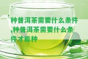 種普洱茶需要什么條件,種普洱茶需要什么條件才能種