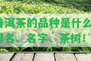 普洱茶的品種是什么？排名、名字、茶樹！