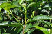 糯米沱茶是普洱茶么嘛？功效與作用詳解