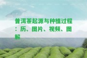 普洱茶起源與種植過(guò)程：歷、圖片、視頻、圖解