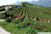 合理喝茶能更好地發(fā)揮茶的功效，胖大海價格