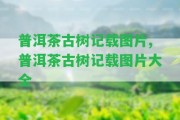 普洱茶古樹記載圖片,普洱茶古樹記載圖片大全