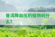 普洱降血壓的植物叫什么？