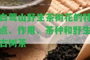 白鶯山野生茶樹花的特點(diǎn)、作用、茶種和野生古樹茶