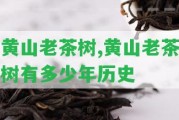 黃山老茶樹,黃山老茶樹有多少年歷史