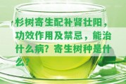 杉樹寄生配補(bǔ)腎壯陽，功效作用及禁忌，能治什么病？寄生樹種是什么？