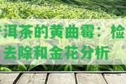 普洱茶的黃曲霉：檢測、去除和金花分析