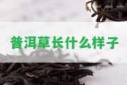 普洱草長(zhǎng)什么樣子