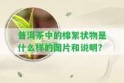 普洱茶中的棉絮狀物是什么樣的圖片和說(shuō)明？