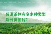 普洱茶樹有多少種類型及分類圖片？