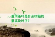 普洱茶葉是什么樹結(jié)的果實(shí)及葉子？