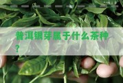 普洱銀芽屬于什么茶種？