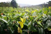 京東買到好普洱茶怎么辦？——普洱茶品質(zhì)怎樣？價格為何這么便宜？