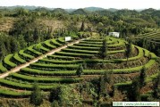 喝茶能降血脂 降冠心病 記住不要太強