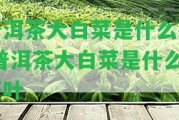 普洱茶大白菜是什么茶 普洱茶大白菜是什么茶葉