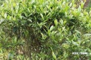 2018年倚邦普洱茶特點、價格及口感分析