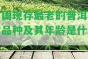 中國現(xiàn)存最老的普洱茶樹品種及其年齡是什么？