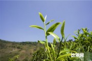 茉莉花茶經(jīng)常喝好么？茉莉花茶經(jīng)常喝好么嗎