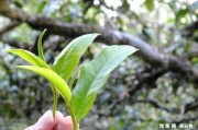 陳紹泉茶祖