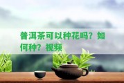 普洱茶可以種花嗎？怎樣種？視頻