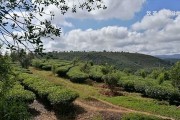 普洱熟茶杯底有黑色沉淀物是什么-普洱熟茶杯底有黑色沉淀物是什么起因