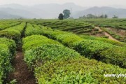 普洱芽孢茶屬于什么茶,普洱芽孢茶屬于什么茶類