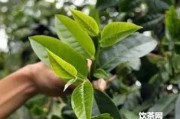 普洱生茶幾年變化？普洱生茶時(shí)間久了會(huì)變成熟茶嗎