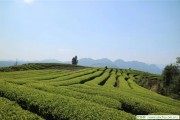 我能做些什么來(lái)拯救普洱茶？，開茶葉店