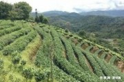 永德普洱熟茶價格