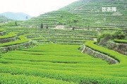 西安哪有賣(mài)下關(guān)大白菜普洱茶