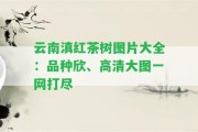 云南滇紅茶樹圖片大全：品種欣、高清大圖一網(wǎng)打盡