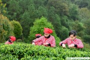 馬登古茶山 普洱26古茶山之旅