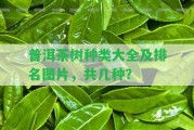 普洱茶樹(shù)種類大全及排名圖片，共幾種？