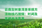 云南古樹普洱茶采摘方法和技巧視頻：時間及其相關留意事