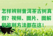 怎樣辨別普洱茶古樹真假？視頻、圖片、圖解和鑒別方法都在這！