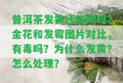 普洱茶發(fā)黃還能喝嗎？金花和發(fā)霉圖片對(duì)比，有毒嗎？為什么發(fā)黃？怎么解決？