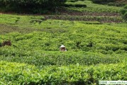 以禮待人 不同程度泡茶，黃山毛尖