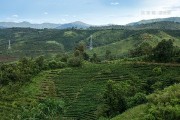 碎銀子和茉莉花茶一起喝