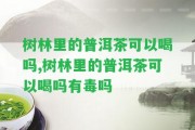 樹林里的普洱茶可以喝嗎,樹林里的普洱茶可以喝嗎有毒嗎