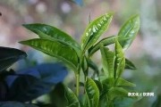 冰島普洱茶是熟茶好還是生茶好？區(qū)別和品嘗體驗(yàn)！