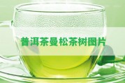 普洱茶曼松茶樹圖片