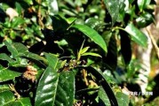 普洱小沱茶百科：知識(shí)、圖片及介紹，熟悉普洱小沱茶是什么茶