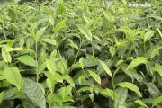 深圳熟普洱茶加盟費(fèi)多少？-熟悉深圳普洱茶加盟費(fèi)用，找深圳普洱茶！