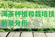 普洱茶種植和栽培技術及前景分析