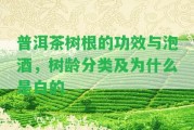 普洱茶樹根的功效與泡酒，樹齡分類及為什么是白的