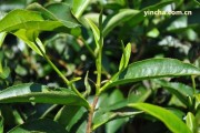 50年代大紅印普洱茶價(jià)格、鑒別及泡法，52年同款推薦