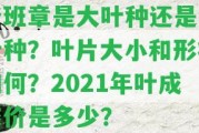 老班章是大葉種還是小葉種？葉片大小和形狀怎樣？2021年葉成交價(jià)是多少？