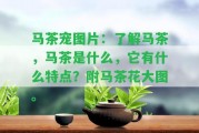 馬茶寵圖片：熟悉馬茶，馬茶是什么，它有什么特點(diǎn)？附馬茶花大圖。