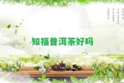 知福普洱茶好嗎